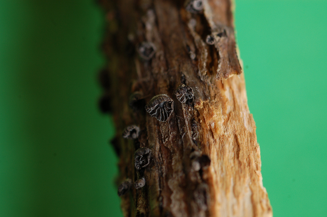 Crepidotus?? (cfr. Resupinatus sp.)